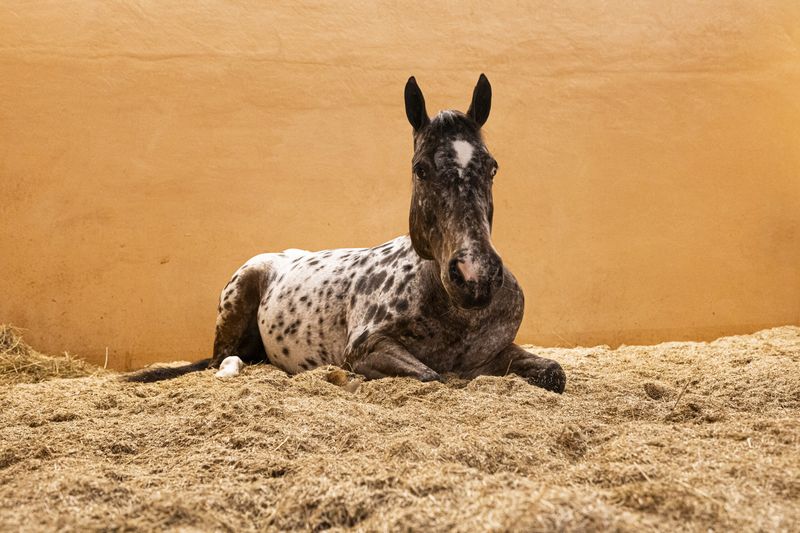 Ein Pferd liegt in einer Box auf Leinenstroh