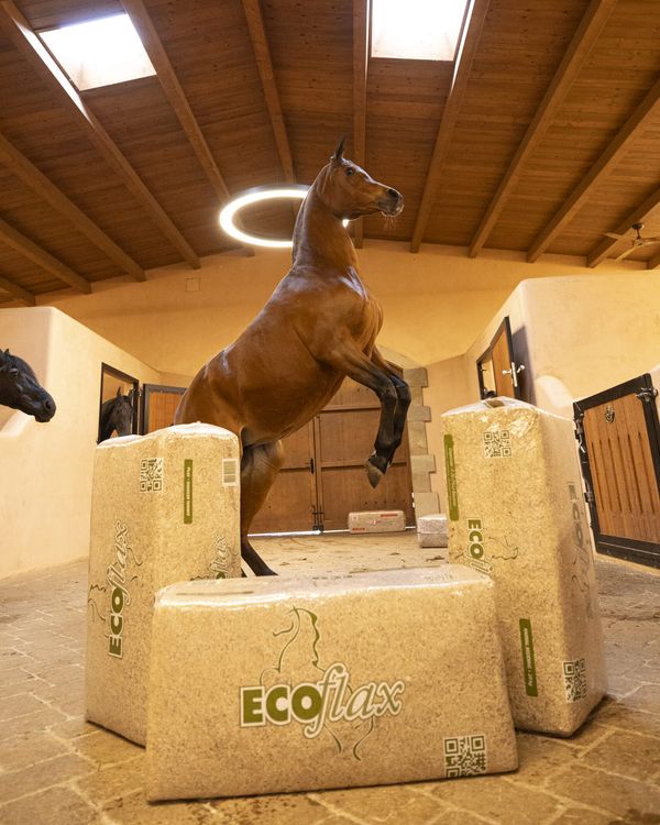 Ein Pferd steigt in einer Stallgasse hinter drei Ballen Ecoflax